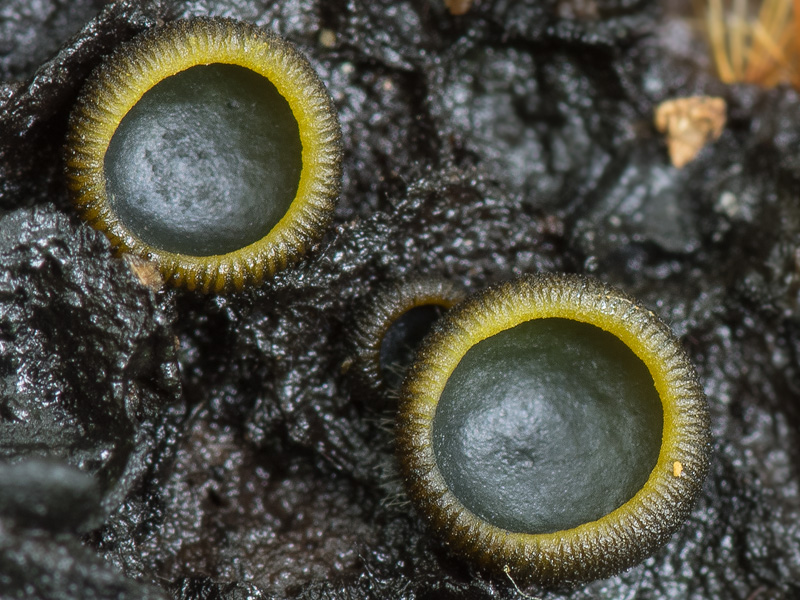 Catinella olivacea